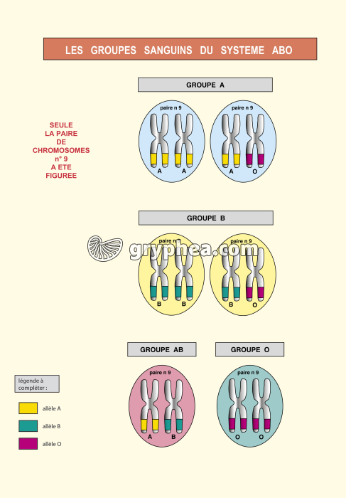 Les groupes sanguins du système ABO - correction - gryphea.com